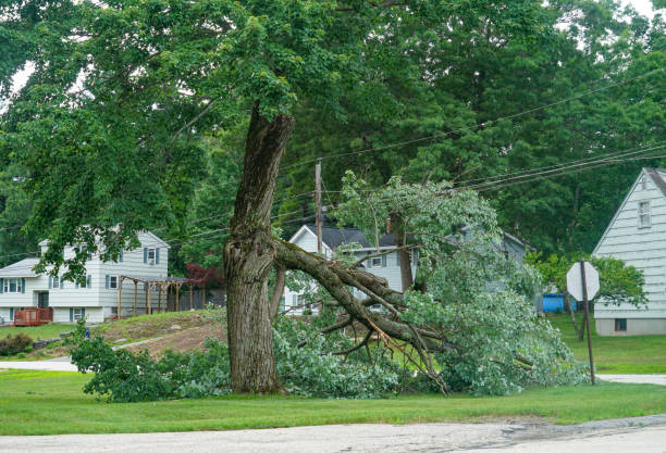 How Our Tree Care Process Works  in  Piperton, TN